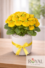 🌼Sarı Hanım Çantası Çiçeği (Calceolaria)🌼