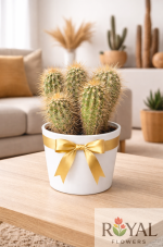 30 CM İthal Kaktüs Saksı Çiçeği 🌵 | Modern Dekoratif Kaktüs