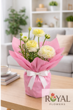 Sarı Ranunkulus Saksı Çiçeği 🌼 | Şakayık Görünümlü Çiçek