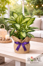 Difenbahya (Camilla) Saksı Çiçeği 🌿