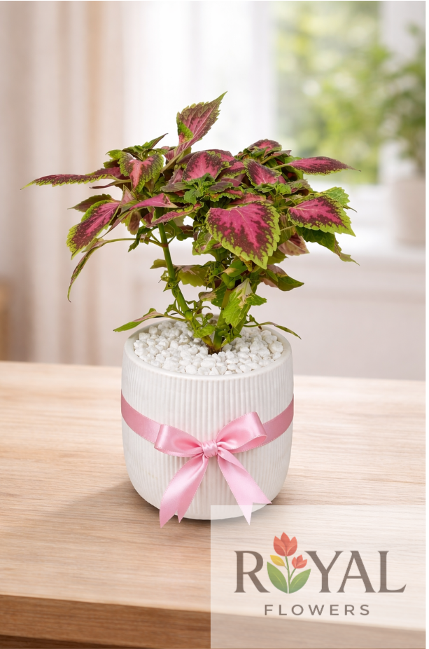 YAPRAK GÜZELİ 🌿35 CM Yaprak Güzeli (Coleus) – Renkli Saksı Bitkisi🌿 - Görsel 1