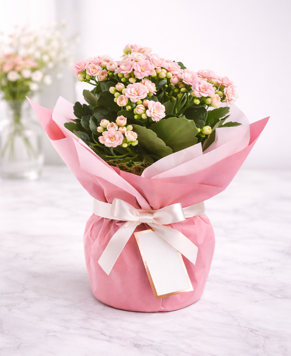 Pembe Kalanşo (Kalanchoe) Saksı Çiçeği 🌸