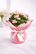 Pembe Kalanşo (Kalanchoe) Saksı Çiçeği 🌸