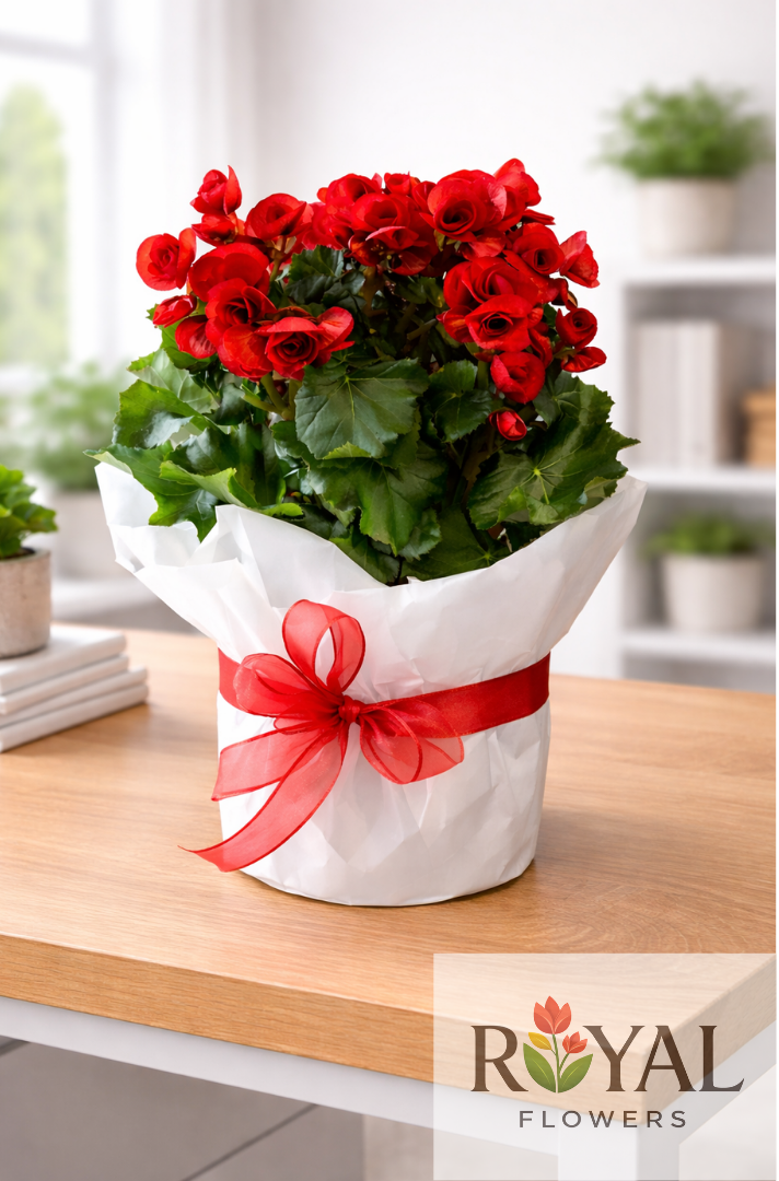 begonya kırmızı Kırmızı Begonya Saksı Çiçeği 🌹 - Görsel 1