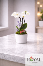 Beyaz Mini Orkide – Şık Saksıda Zarif ve Minimal🤍