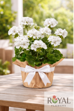 Beyaz Sardunya Saksı Çiçeği | Canlı Sardunya Çiçeği🌼