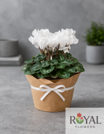 Beyaz Siklamen Saksı Çiçeği 🤍