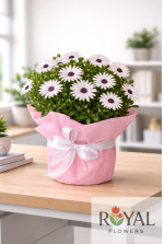 Bodrum Papatyası (Osteospermum) Saksı Çiçeği 🌼 | Afrika Papatyası