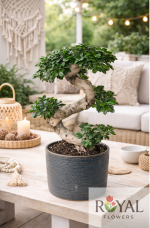 70 cm Ficus Bonsai Ağacı | Dekoratif Bonsai Saksı Bitkisi🌳