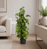 🌿 100 cm Patos Sarmaşık Bitkisi& Organizasyon Çiçeği🌿 - Görsel 3