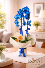 Mavi Çift Dal Orkide | Şık Saksıda Premium Orkide 💙