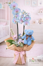 Çift Dallı Pastel Orkide & Ayıcıklı – Yeni Doğan Bebek ve Anneye Özel Zarif Hediye✨