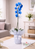 Mavi Tek Dal Orkide | Şık Saksıda Premium Orkide 💙