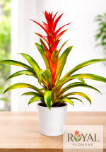 Kırmızı Guzmanya Saksı Çiçeği | Canlı Tropik Bitki🌺