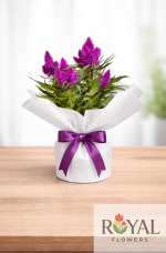 Mor Celosia (Horozibiği) Saksı Çiçeği 💜