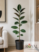 🌿 150 CM Premium Kauçuk Bitkisi (Ficus Elastica) – Salon & Ofis Dekor Bitkisi