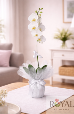 Beyaz Tek Dal Orkide | Şık Saksıda Premium Orkide 🌿