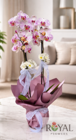 Pembe Çift Dal Orkide | Şık Saksıda Premium Orkide 🌸