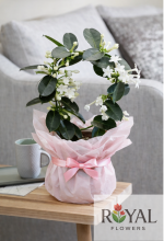 🤍Madagaskar Yasemini (Stephanotis) 🤍