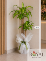 🌿Massengena (Masengena) Salon Bitkisi – Açılış & Organizasyon Çiçeği🌿