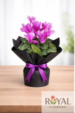 Mor Siklamen Saksı Çiçeği 💜