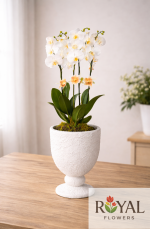 75 CM Premium Beyaz Orkide – Özel Tasarım Şık Saksıda Lüks Aranjman🤍🌿