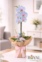 Pastel Ton Tek Dal Orkide | Dolgun Çiçekli Premium Orkide 🌸