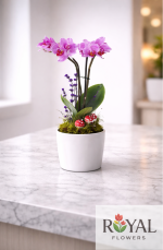 Pembe Mini Orkide – Şık Saksıda🌸