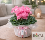 Pembe Siklamen Saksı Çiçeği 🌸