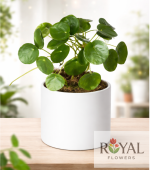 Pilea Peperomioides (Para Çiçeği) | Dekoratif Saksı Bitkisi🌿🌿
