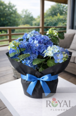 🌿45 CM Saksıda Mavi Ortanca (Hydrangea) – Siyah Ambalajlı Şık Aranjman💙