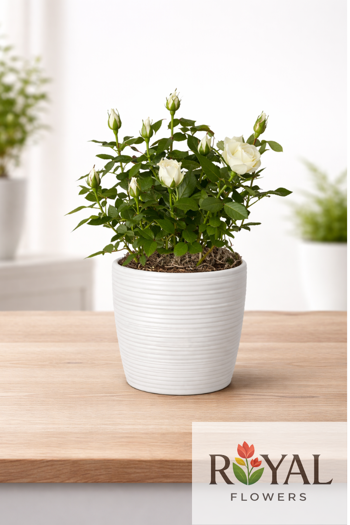 saksıda beyaz gül Saksıda Beyaz Gül – Zarif Canlı Gül Aranjmanı - Görsel 1