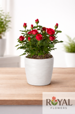 Kırmızı Mini Gül Saksı Çiçeği 🌹