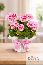 Pembe Sardunya Saksı Çiçeği | Canlı Sardunya Çiçeği🌸