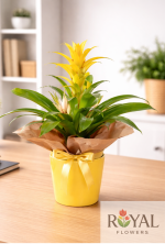 Sarı Guzmanya Saksı Çiçeği | Tropikal Canlı Bitki🔥