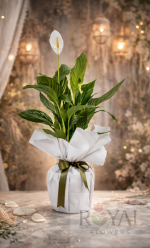 🌿50 CM Paketli Barış Çiçeği (Spathiphyllum). 🌿