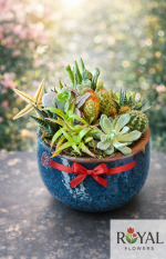 Dekoratif Sukulent & Kaktüs Teraryum| Seramik Saksıda Canlı Bitki🌵🌵