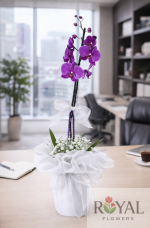 Tek Dal Mor Orkide Saksı Çiçeği | Şık ve Zarif Phalaenopsis🌸