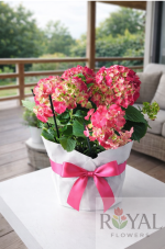45 CM Saksıda Ortanca (Hydrangea) – Pembe Çiçekli Şık Saksı