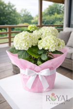 🤍45 CM Saksıda Beyaz Ortanca (Hydrangea) – Şık ve Zarif Saksı🤍