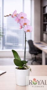 Pembe Tek Dal Orkide | Şık Saksıda Premium Orkide 🌸