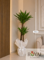 🌿 140 cm İkili Yucca (Yukka) Salon Bitkisi – Premium Açılış & Dekoratif Bitki