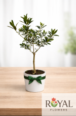 45 cm Zeytin Ağacı Saksı Çiçeği – Dekoratif Mini Zeytin